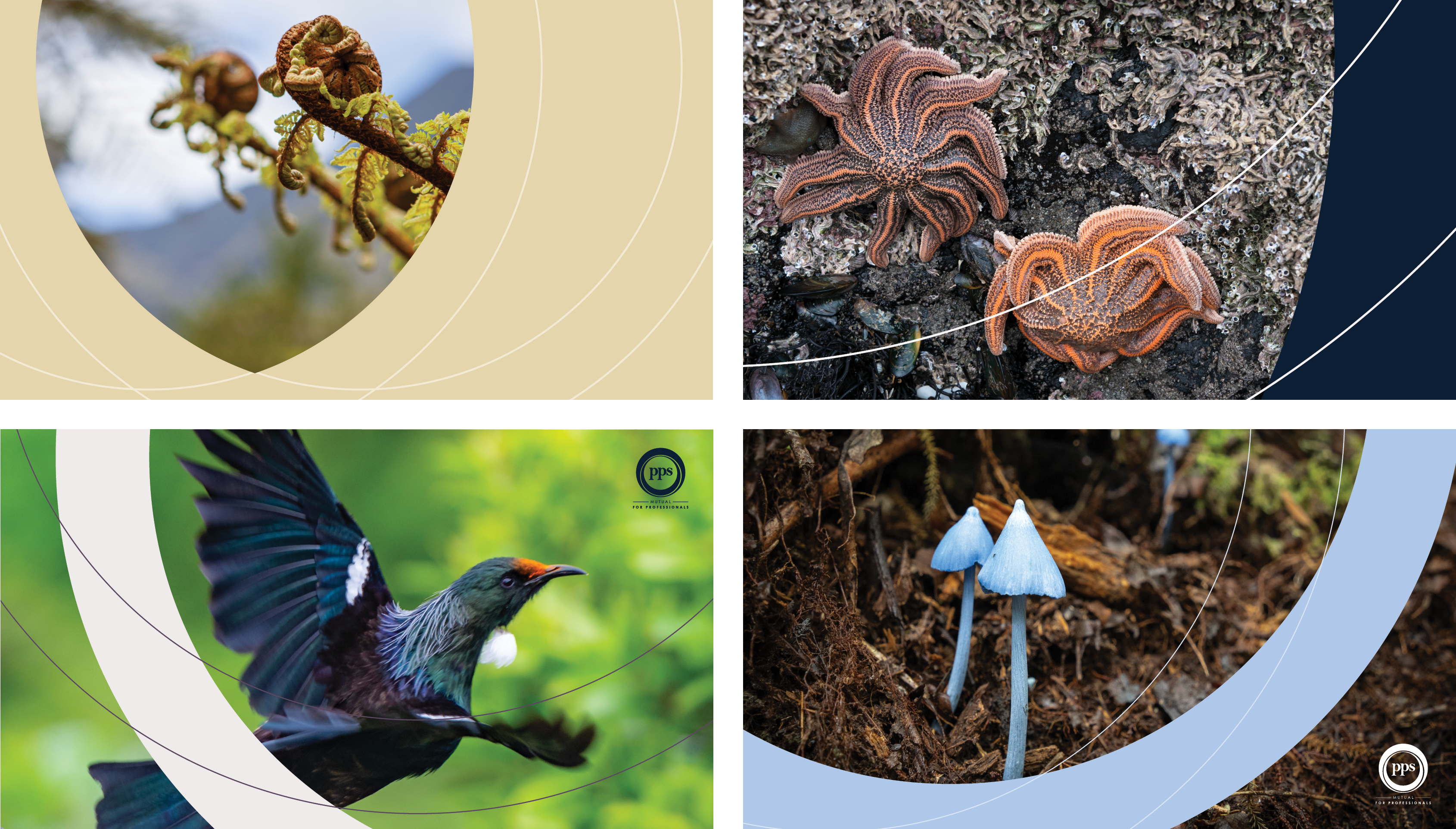 Four photos of New Zealand native flora and fauna, including fern fronds, starfish, tui and blue mushrooms.